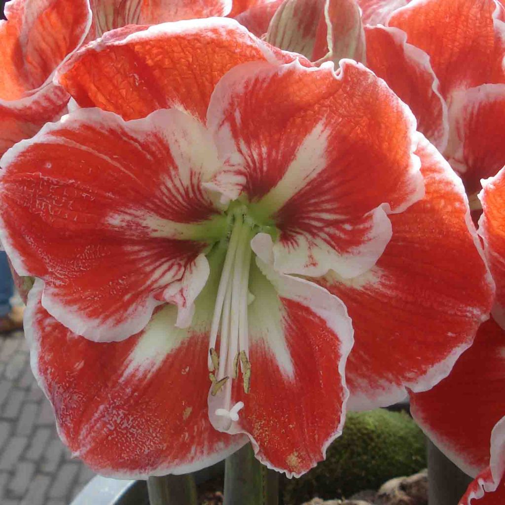 Hippeastrum Samba - Ritterstern