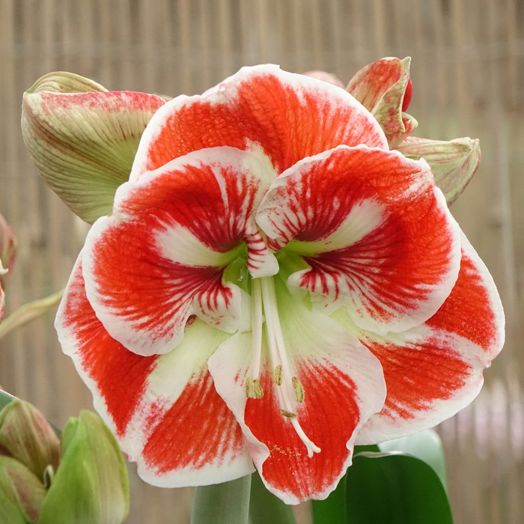 Hippeastrum Samba - Ritterstern