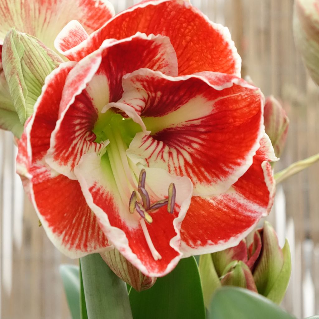 Hippeastrum Samba - Ritterstern