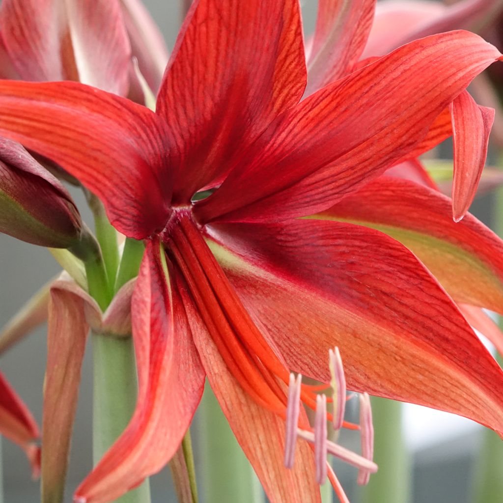 Hippeastrum Cybester Bogota - Ritterstern