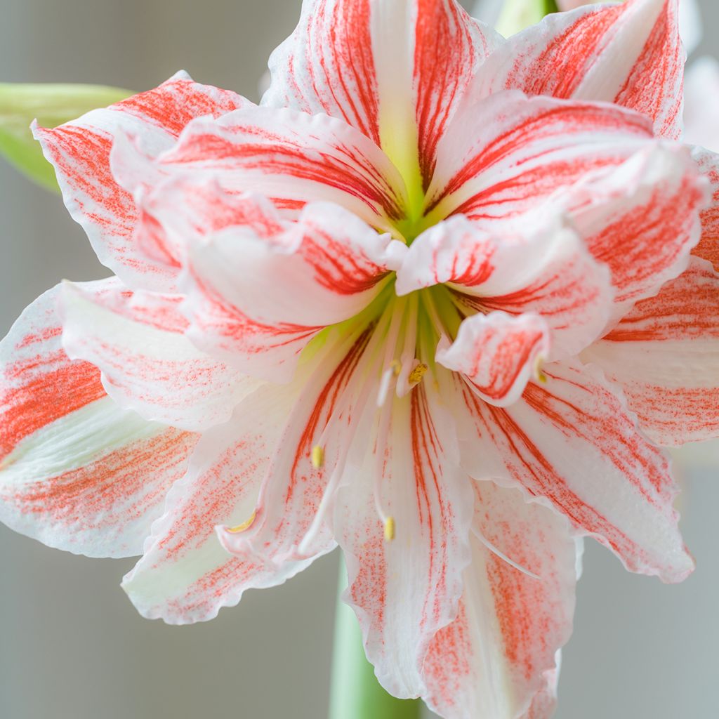 Hippeastrum Nymph - Ritterstern