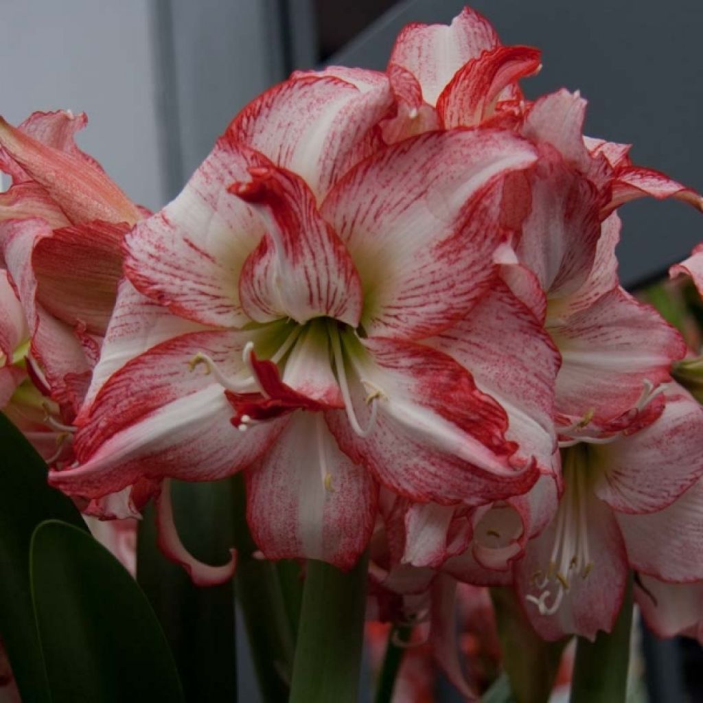 Hippeastrum Double Record - Ritterstern