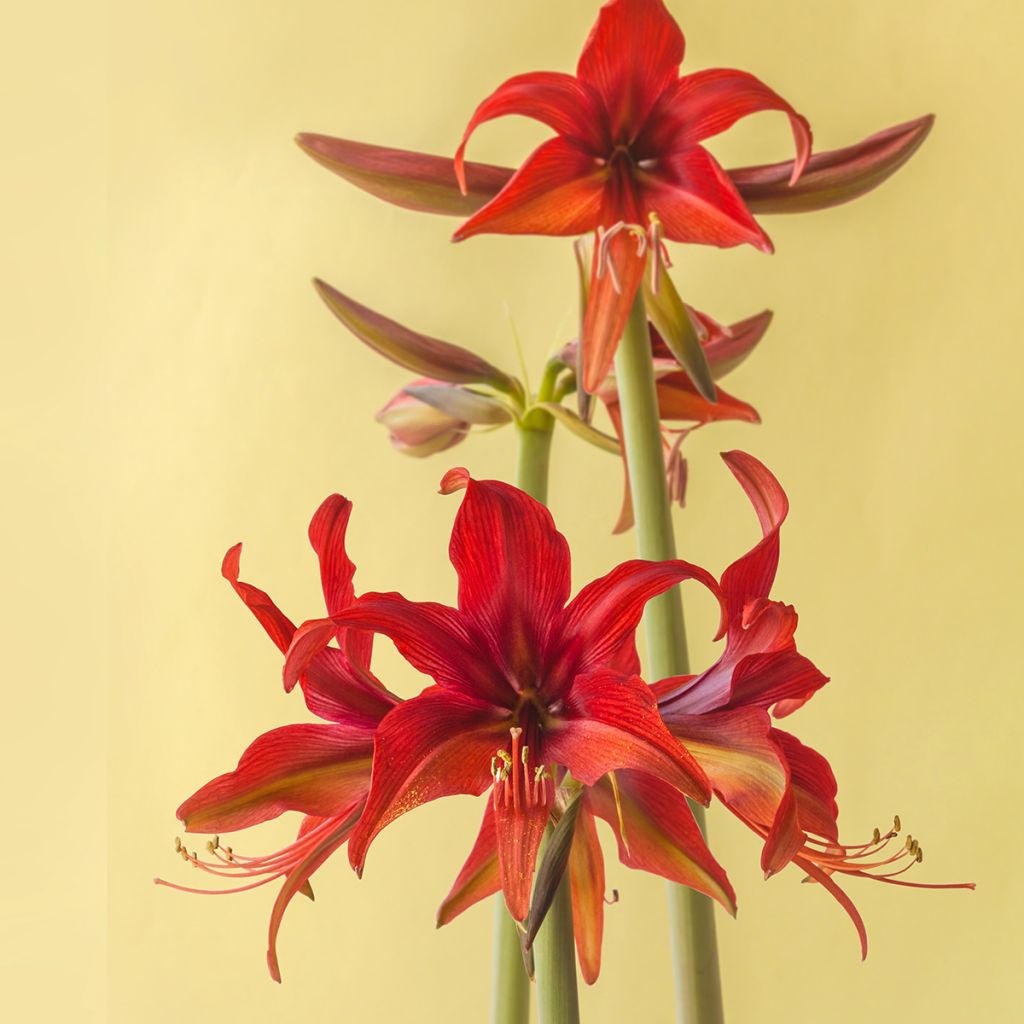 Hippeastrum Cybester Bogota - Ritterstern