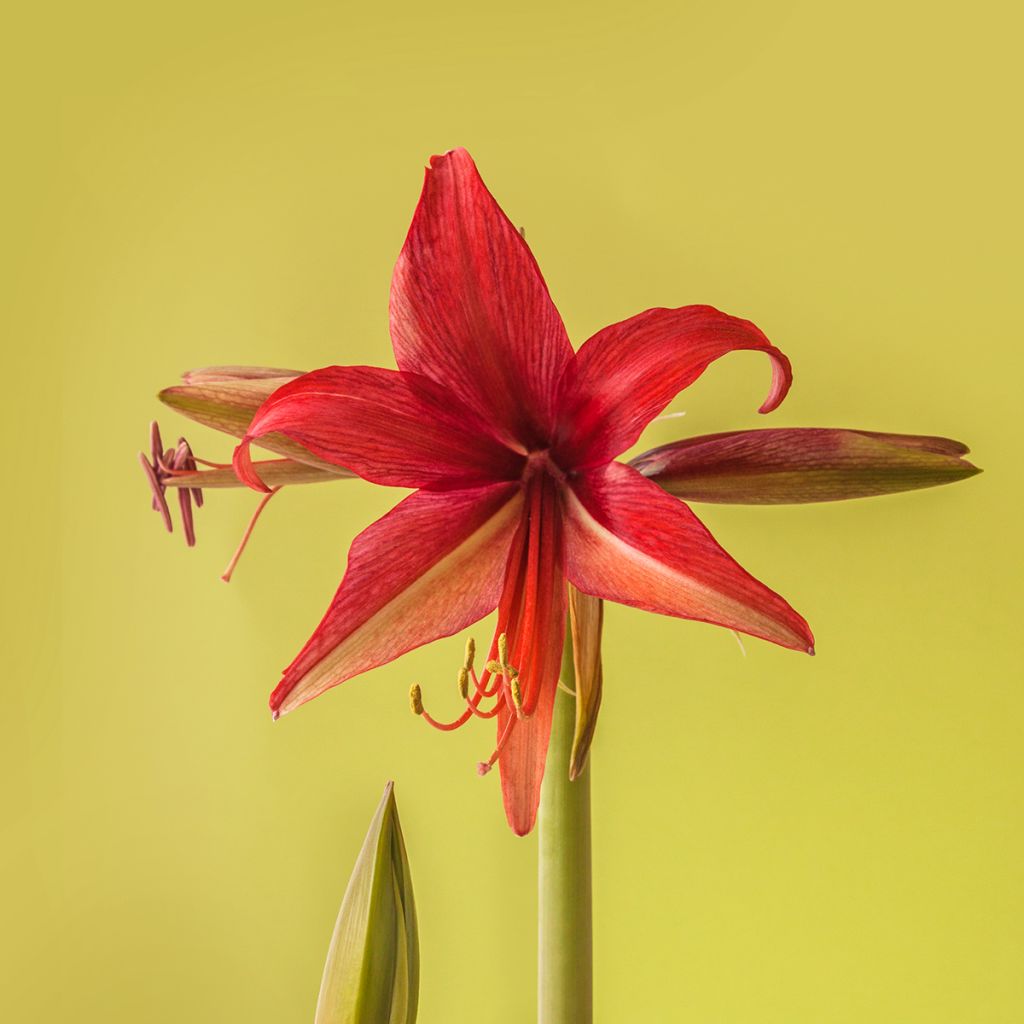 Hippeastrum Cybester Bogota - Ritterstern