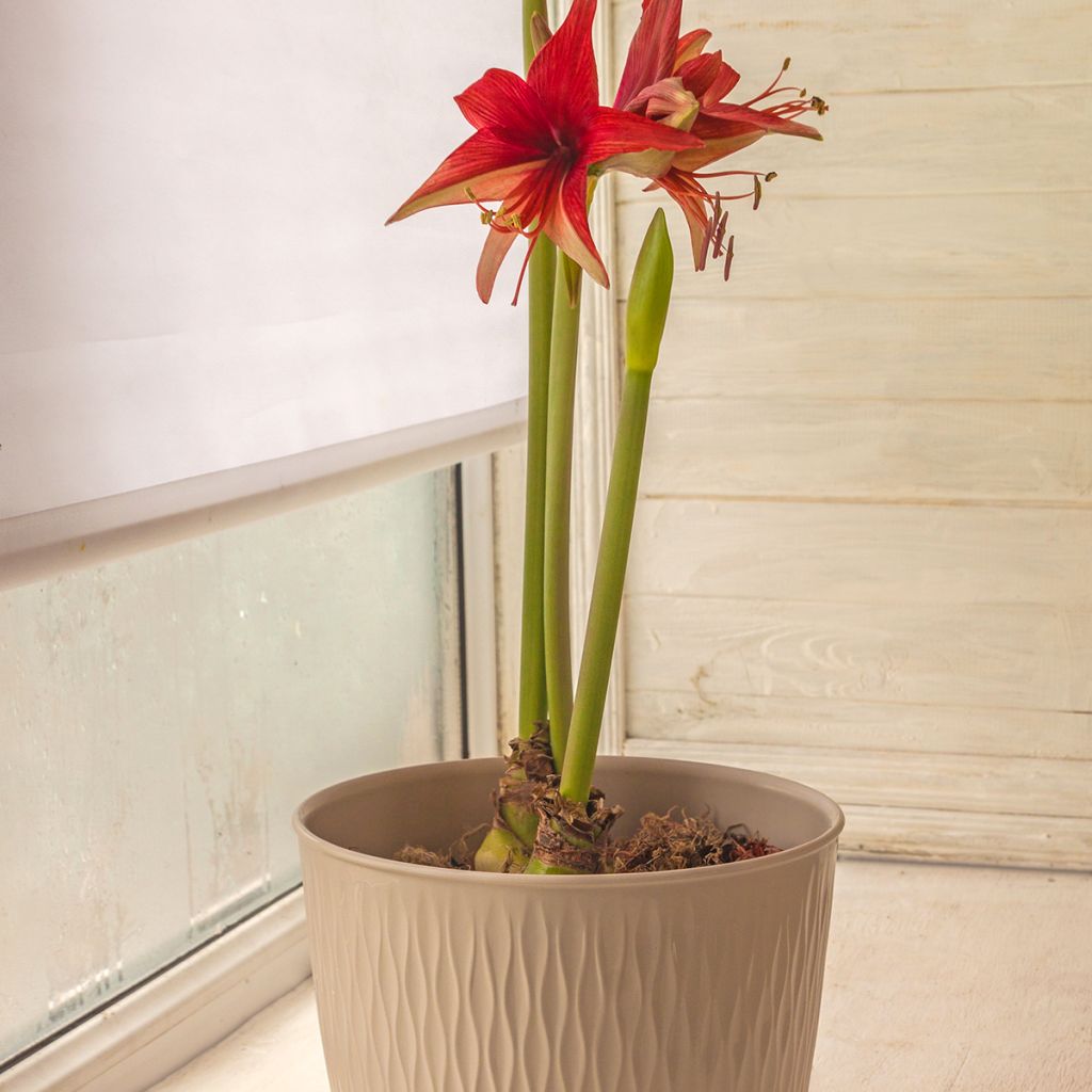 Hippeastrum Cybester Bogota - Ritterstern