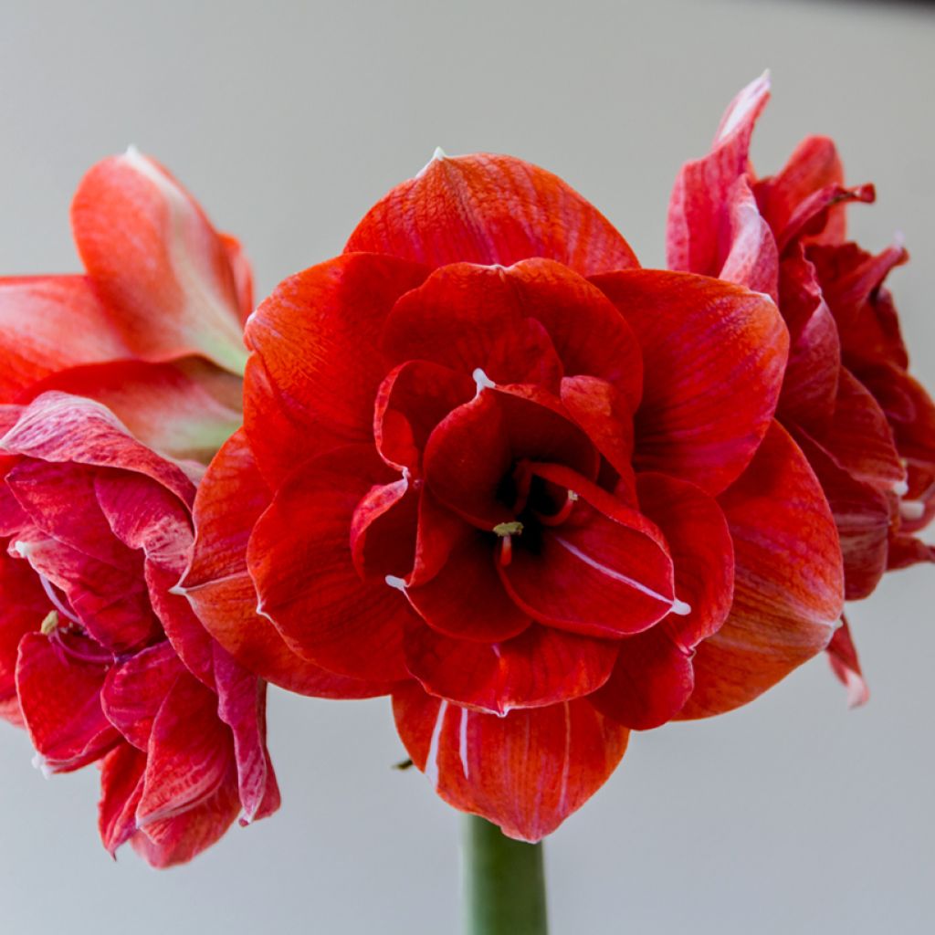 Hippeastrum Double Dragon -  Ritterstern