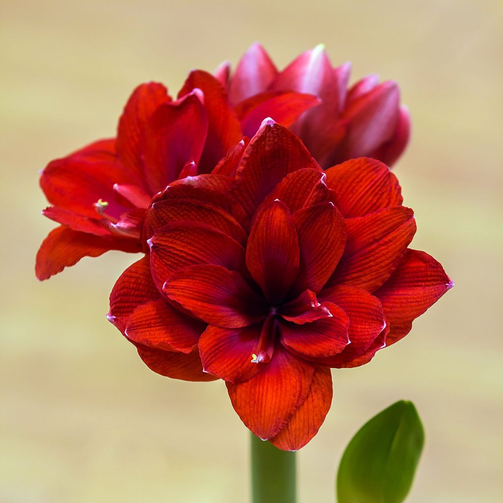 Hippeastrum Double Dragon -  Ritterstern