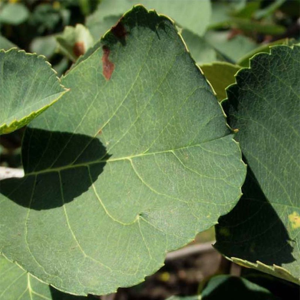 Amelanchier alnifolia Thiessen - Erlenblättrige Felsenbirne