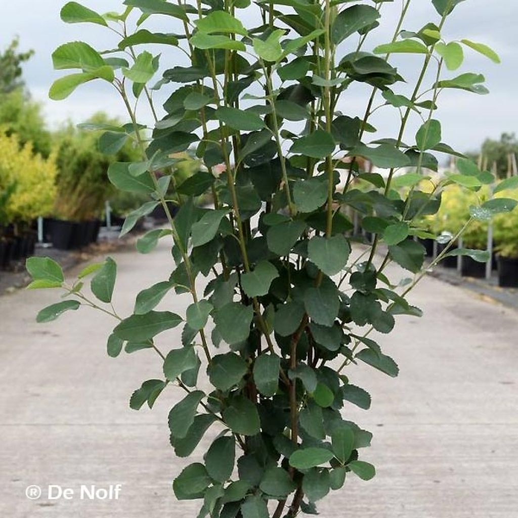 Amelanchier alnifolia Obelisk - Erlenblättrige Felsenbirne