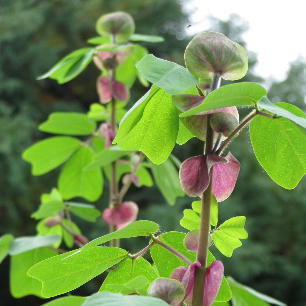Amicia zygomeris - Jochblättrige Amicia