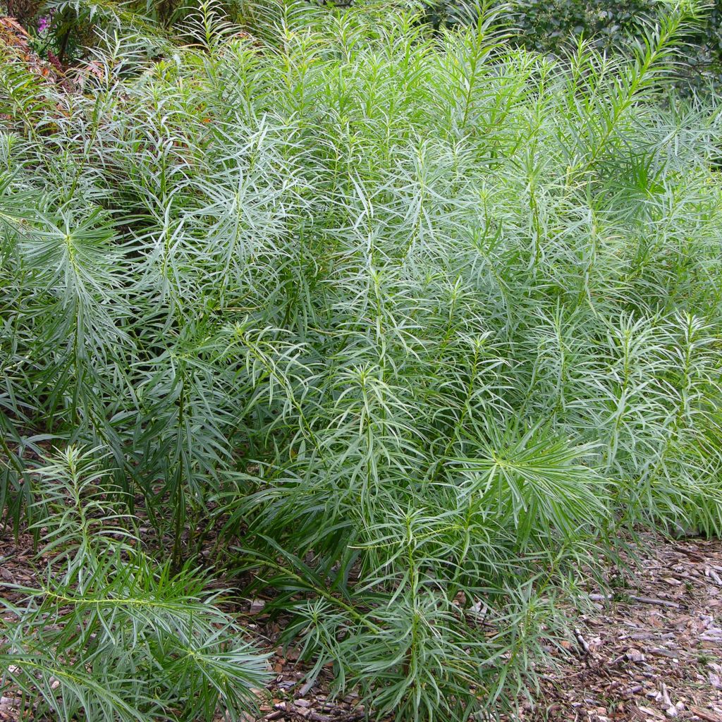 Amsonia hubrichtii - Amsonie