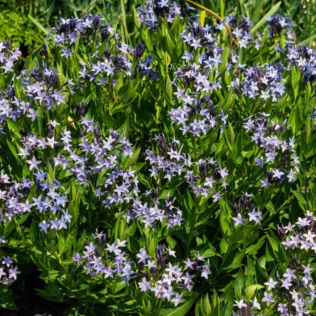 Amsonia orientalis - Amsonie