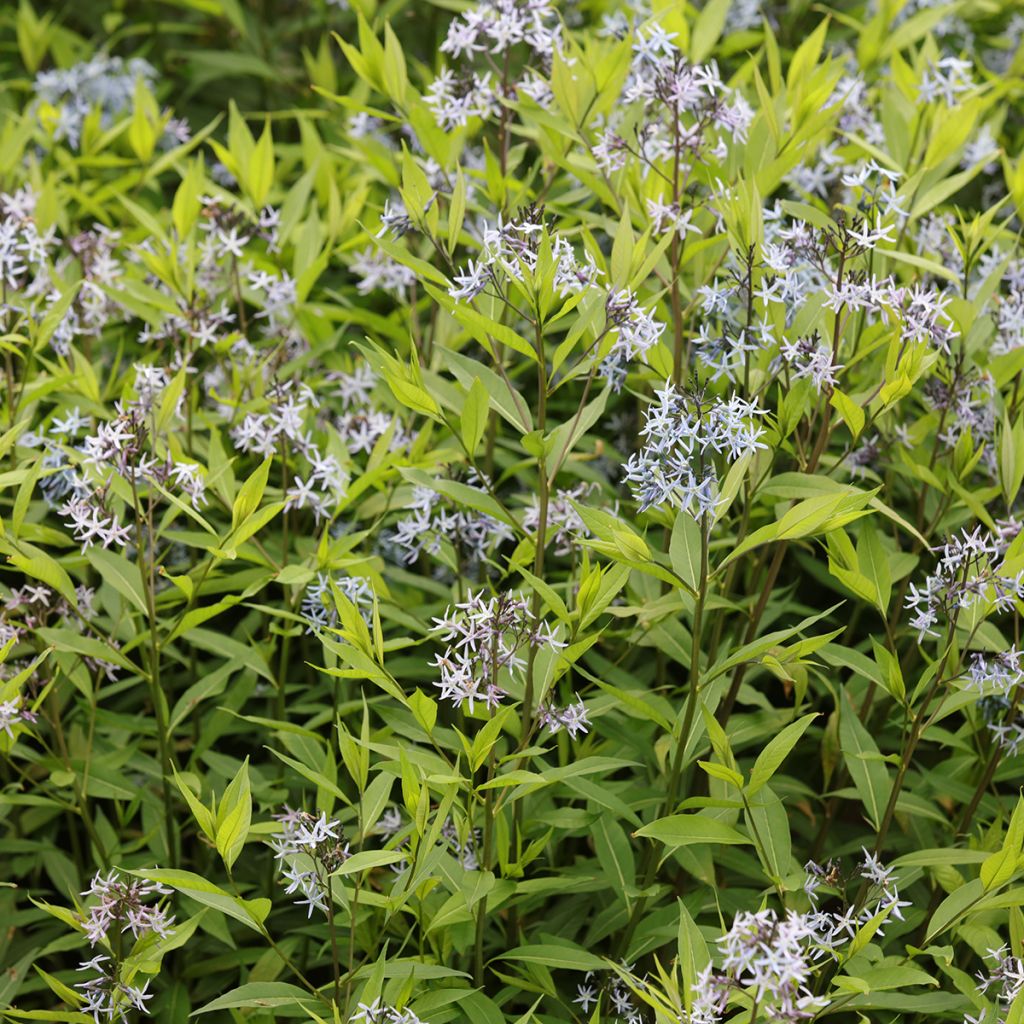 Amsonia tabernaemontana var. salicifolia - Amsonie