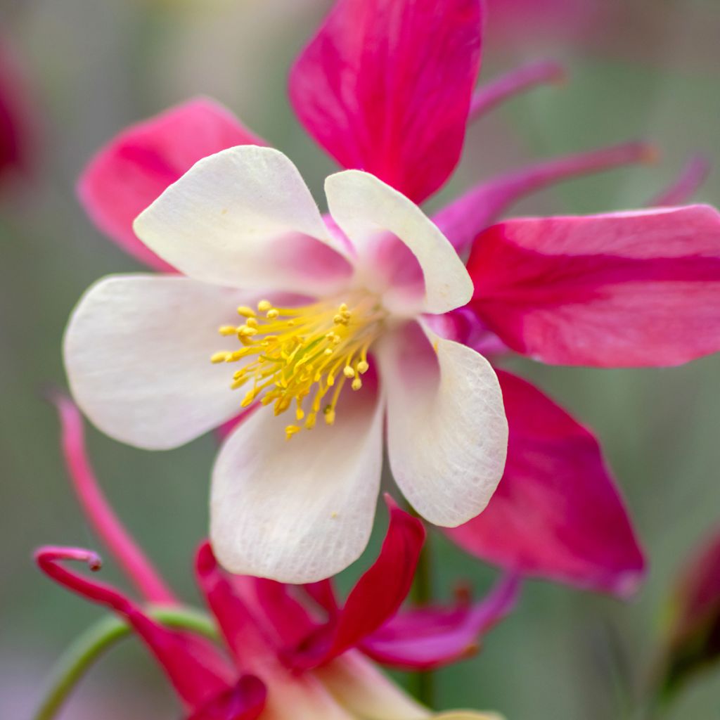 Aquilegia caerulea Rose Queen - Garten-Akelei