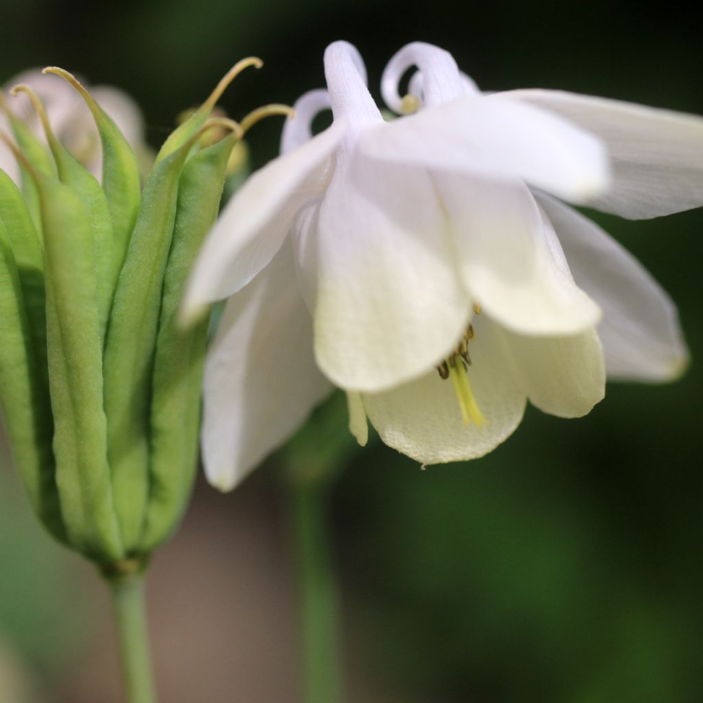 Aquilegia flabellata var. pumila alba - Zwerg-Akelei