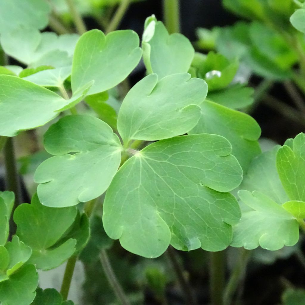 Ancolie William Guiness - Aquilegia vulgaris William Guiness