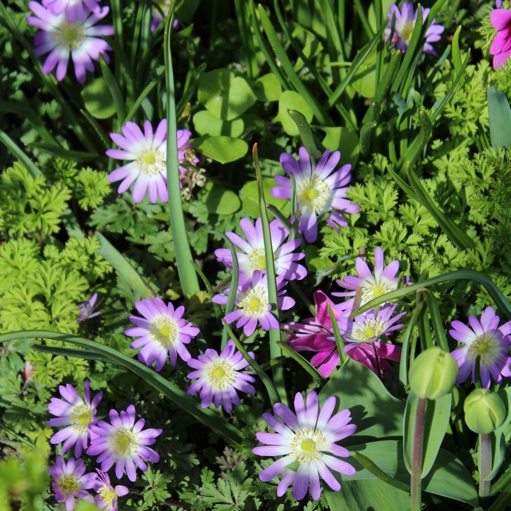 Anemone blanda Charmer - Balkan-Windröschen