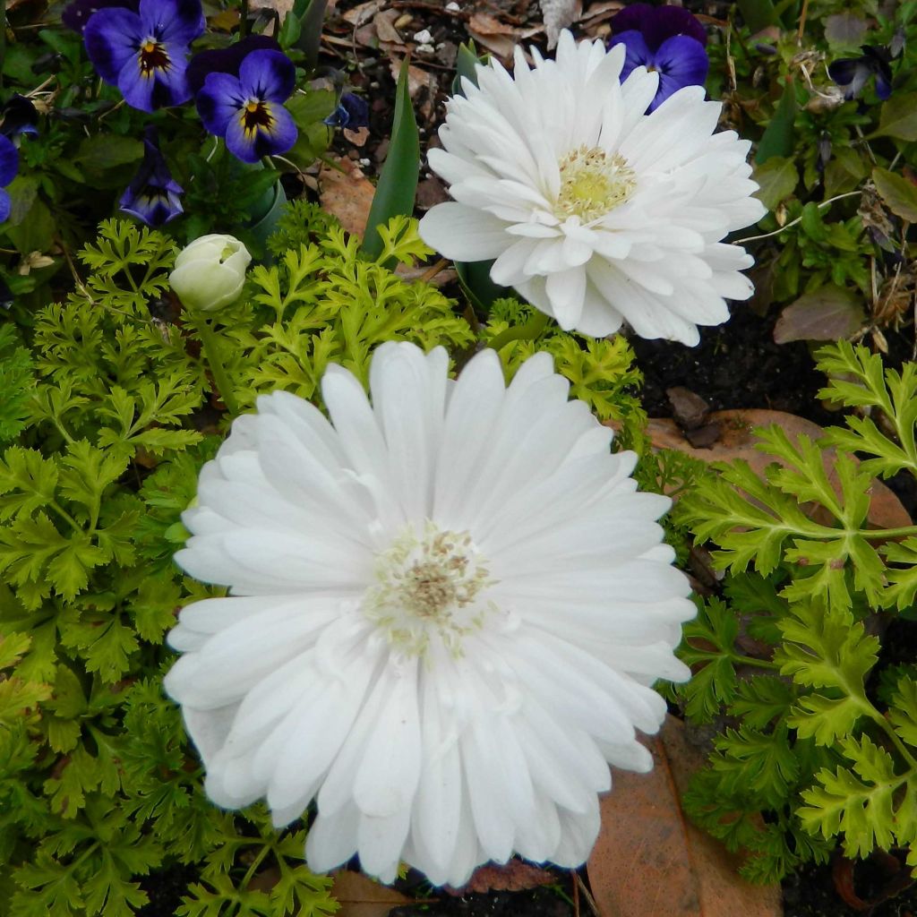 Anemone coronaria Mount Everest - Kronen-Anemone