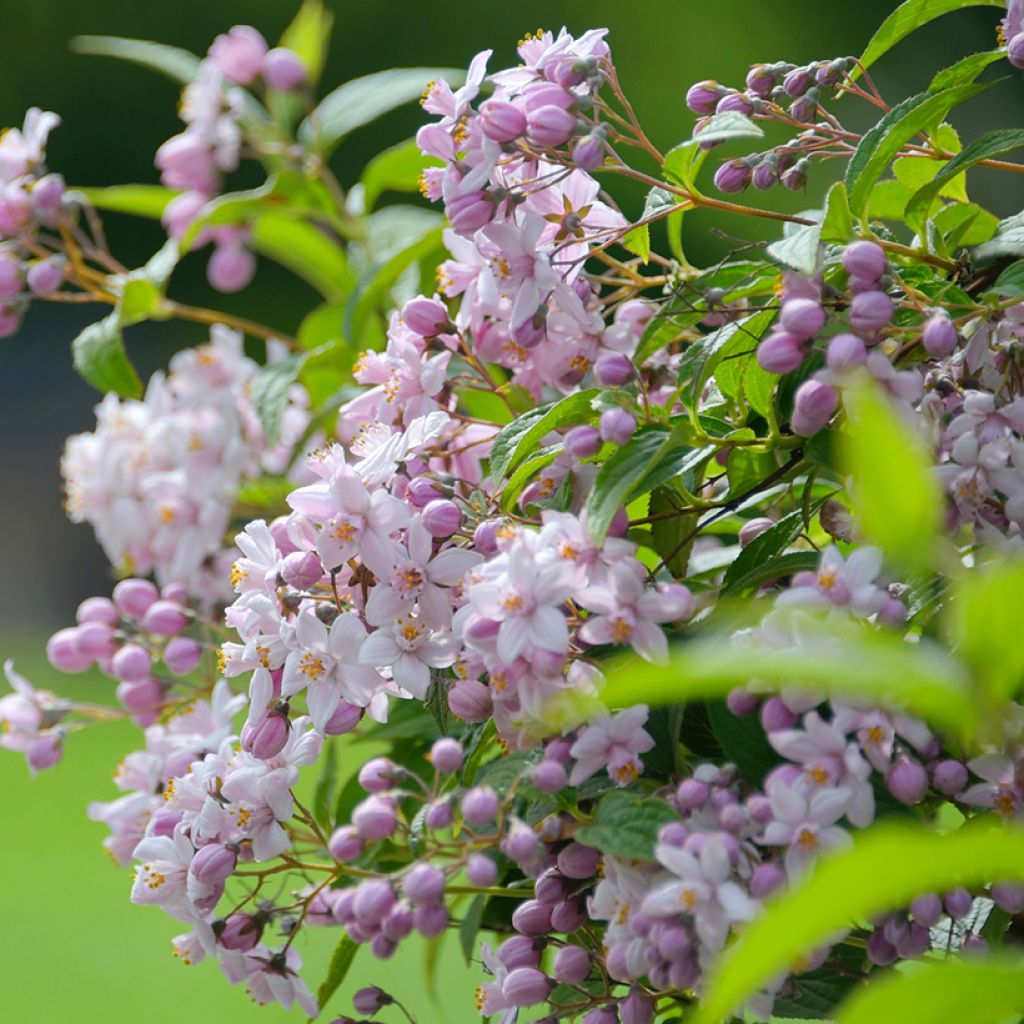 Deutzia Mont Rose - Rosendeutzie