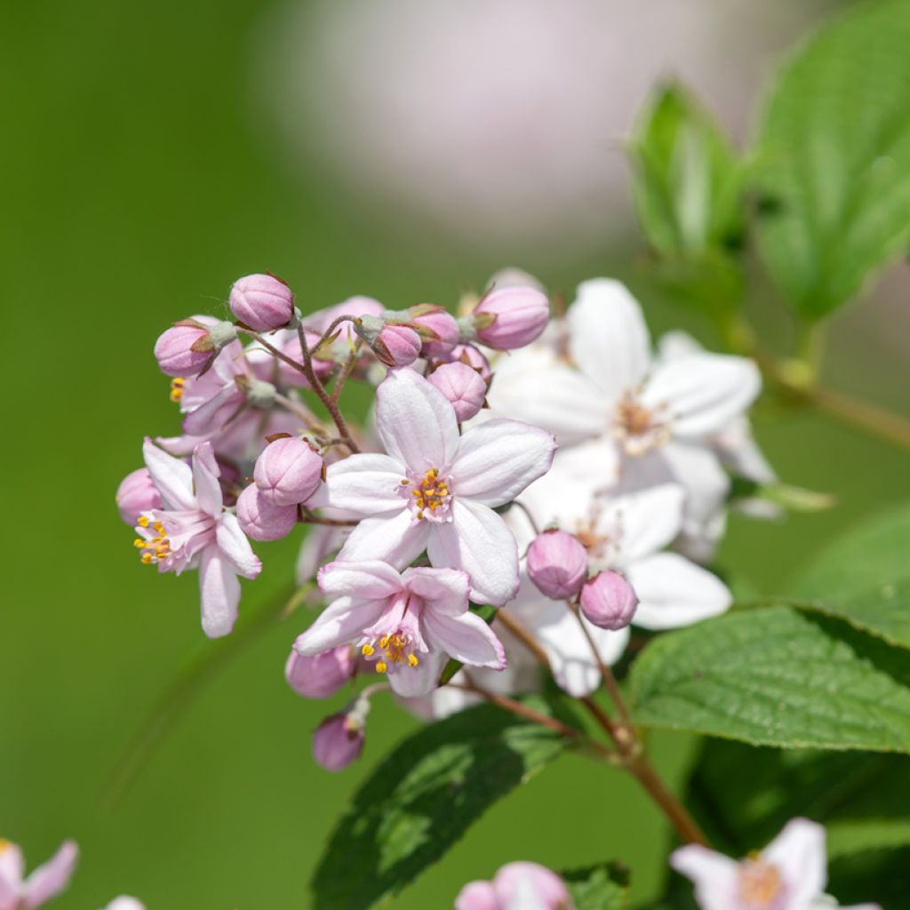 Deutzia Mont Rose - Rosendeutzie
