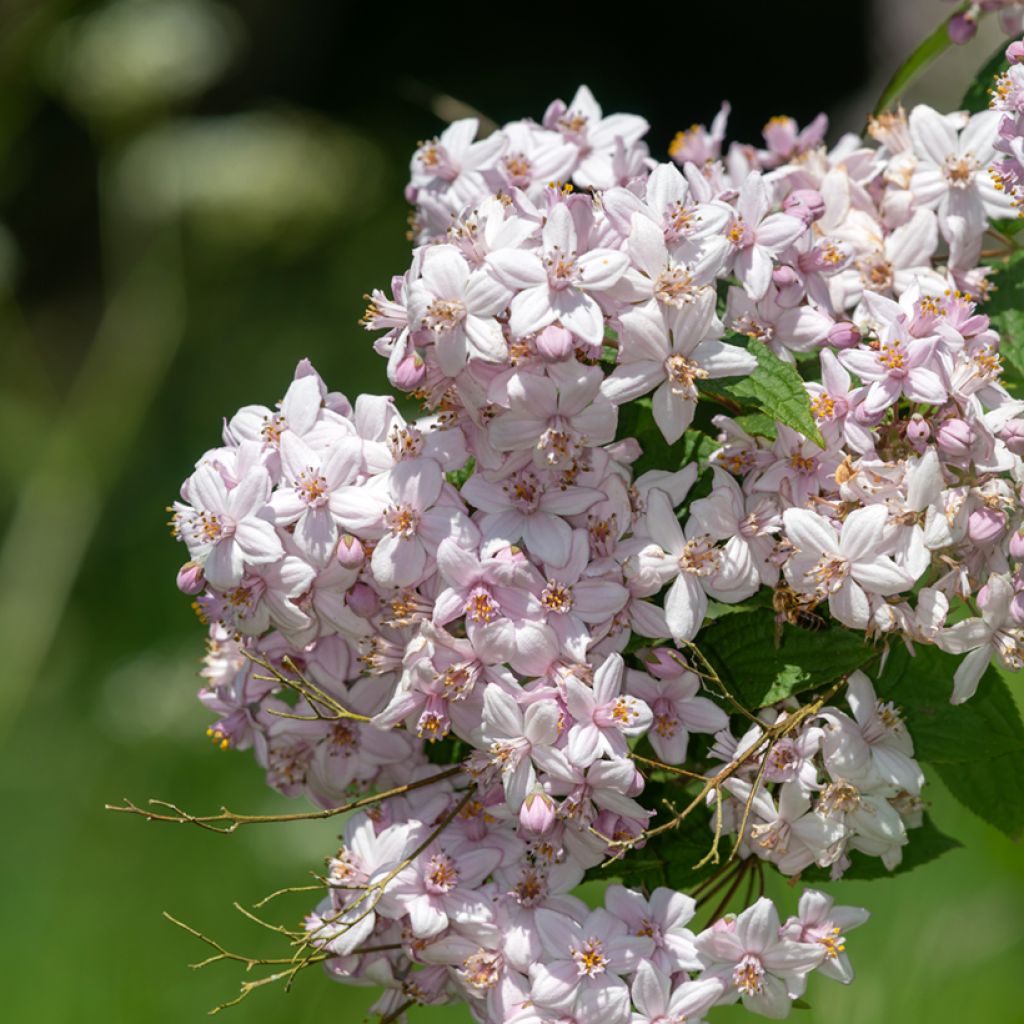 Deutzia Mont Rose - Rosendeutzie