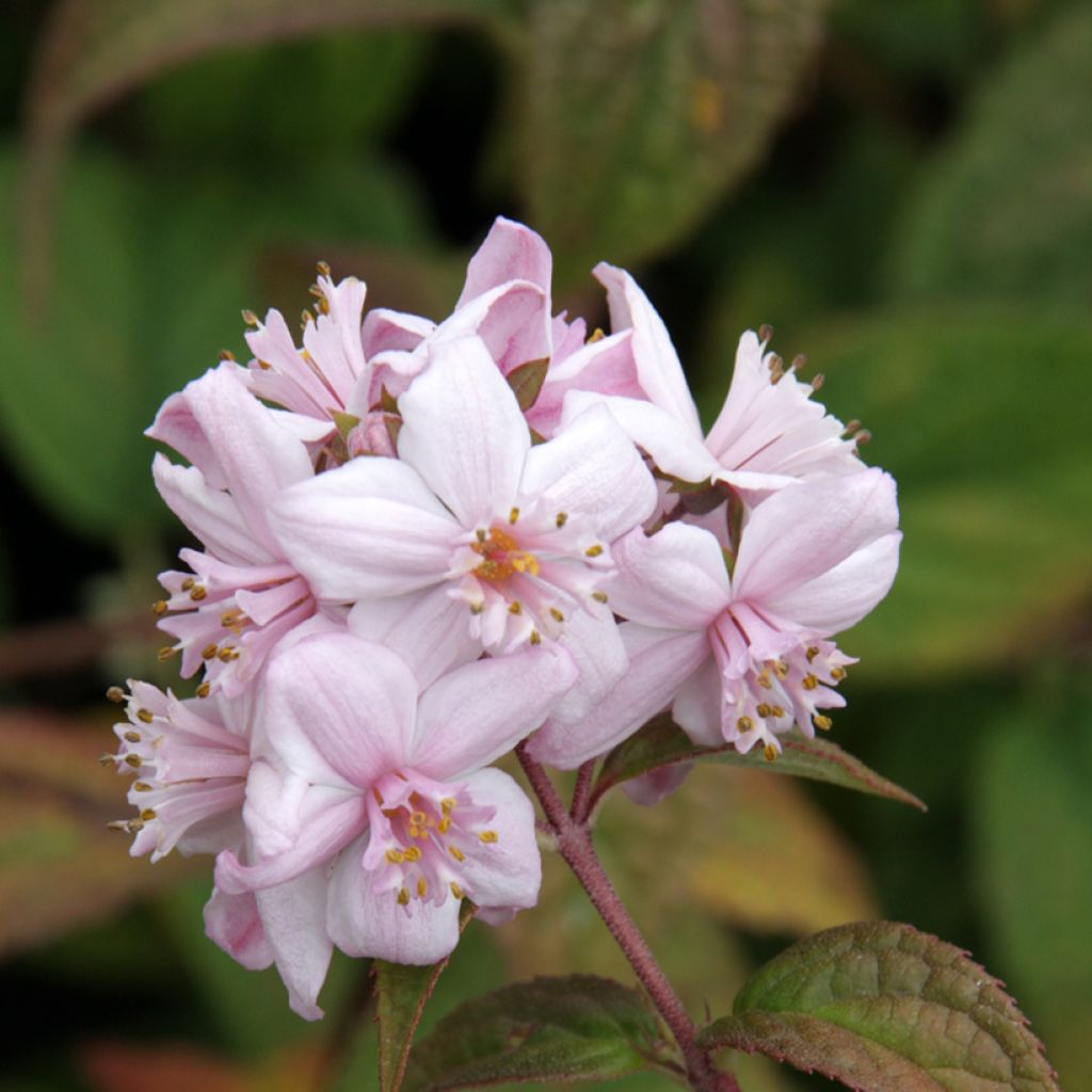 Deutzia Mont Rose - Rosendeutzie
