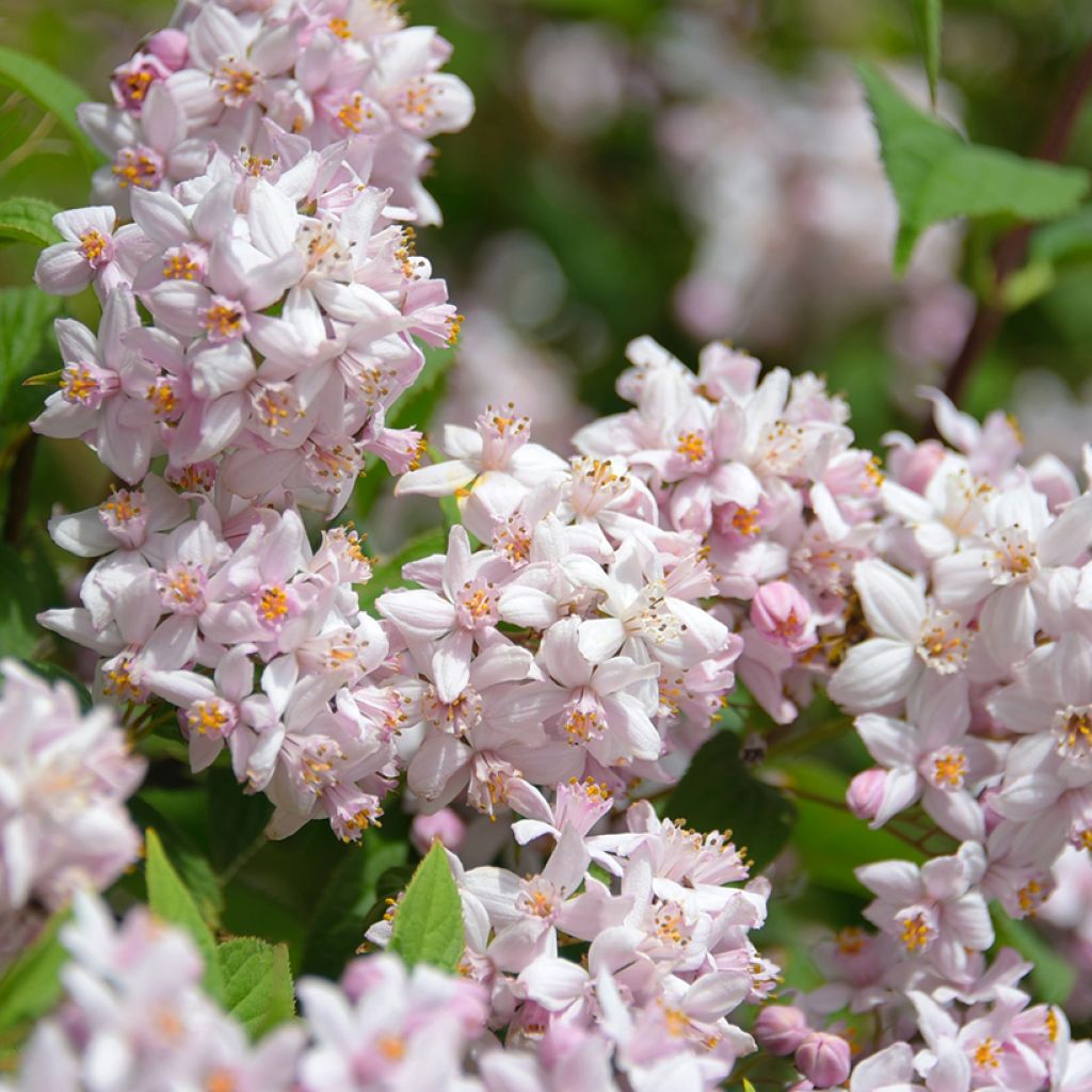 Deutzia Mont Rose - Rosendeutzie