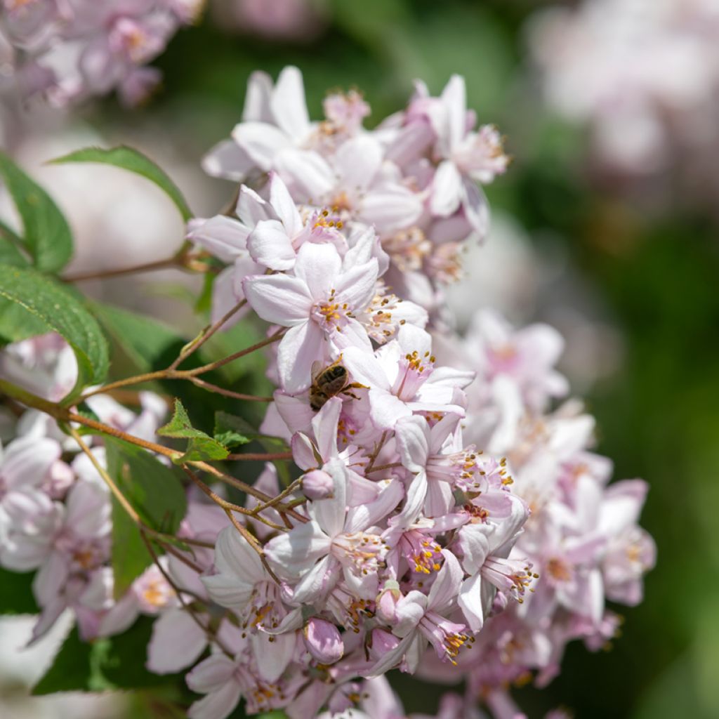 Deutzia Mont Rose - Rosendeutzie