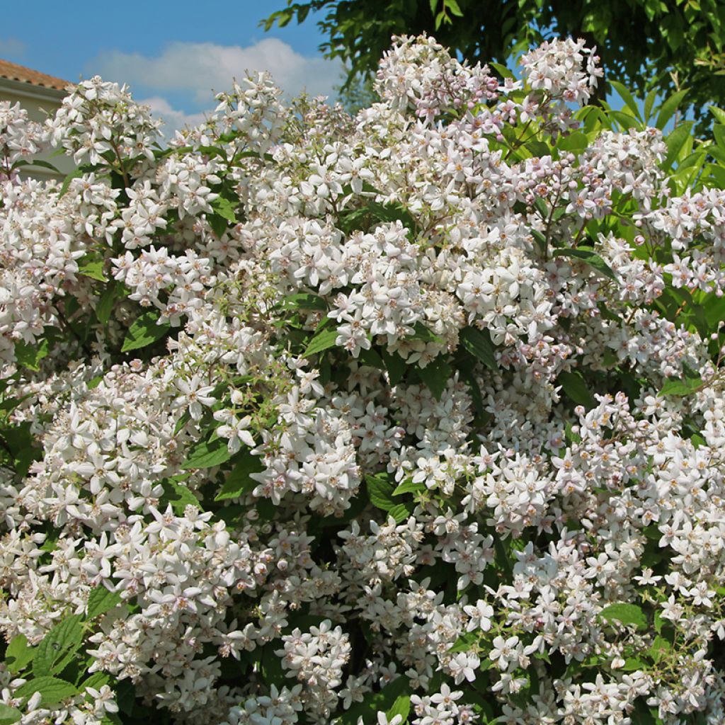 Deutzia Mont Rose - Rosendeutzie