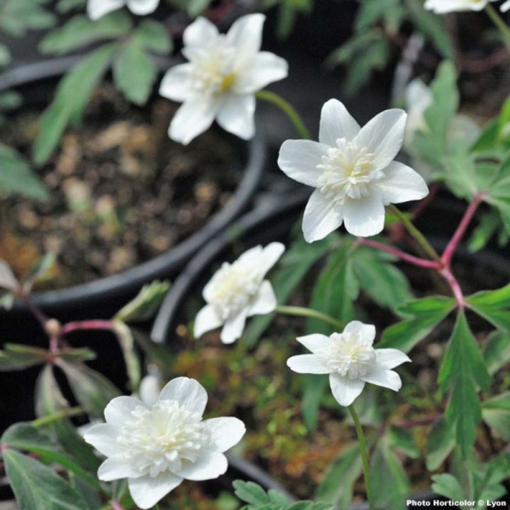 Anemone nemorosa Vestal - Busch-Windröschen