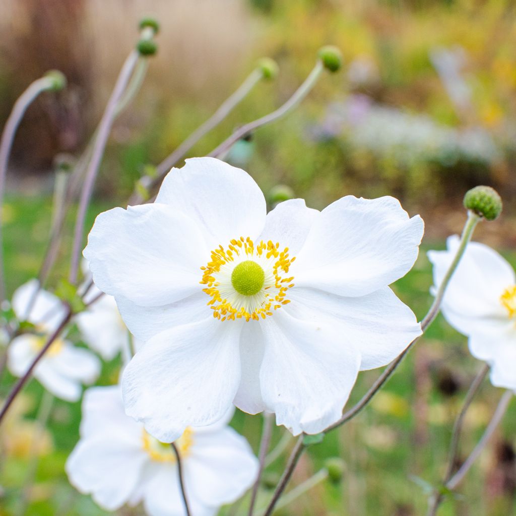 Anemone Whirlwind - Japan-Herbst-Anemone