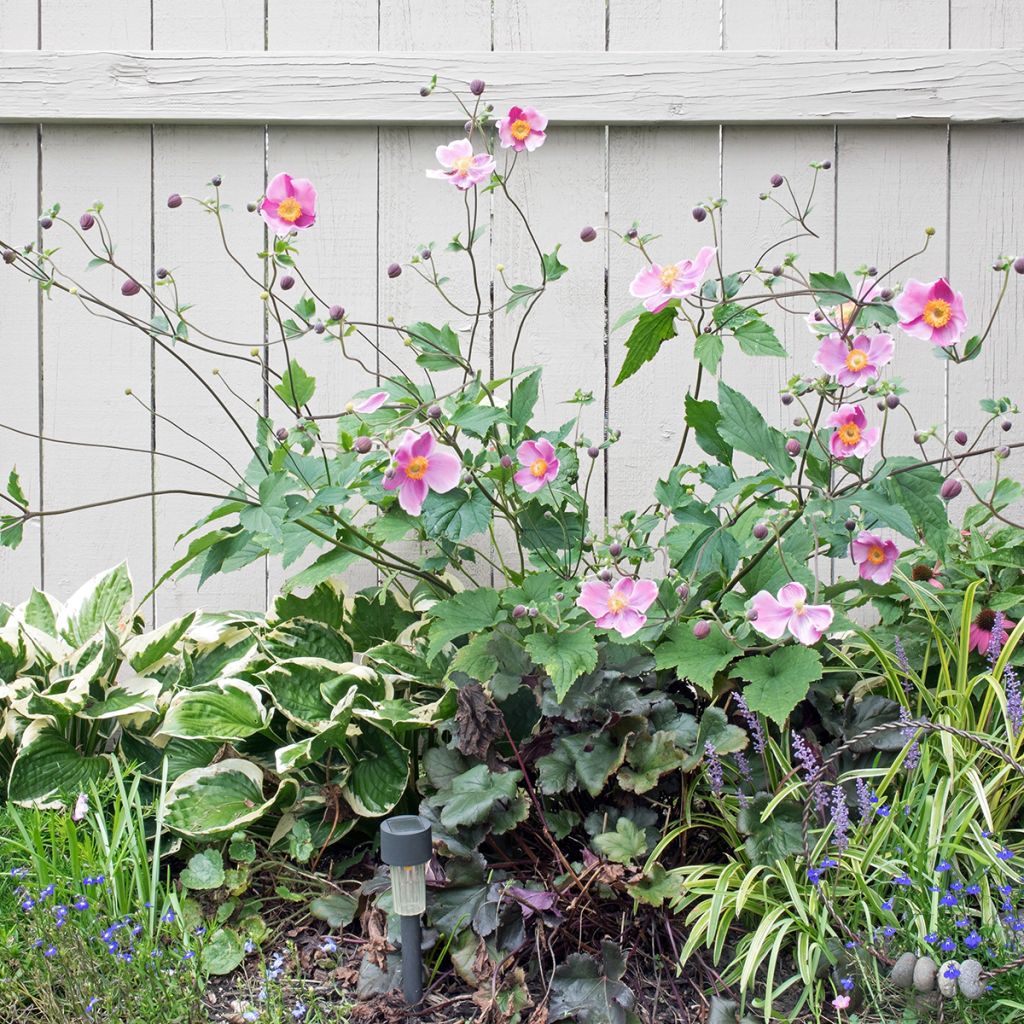 Anemone hupehensis September Charm - Chinesische Herbst-Anemone