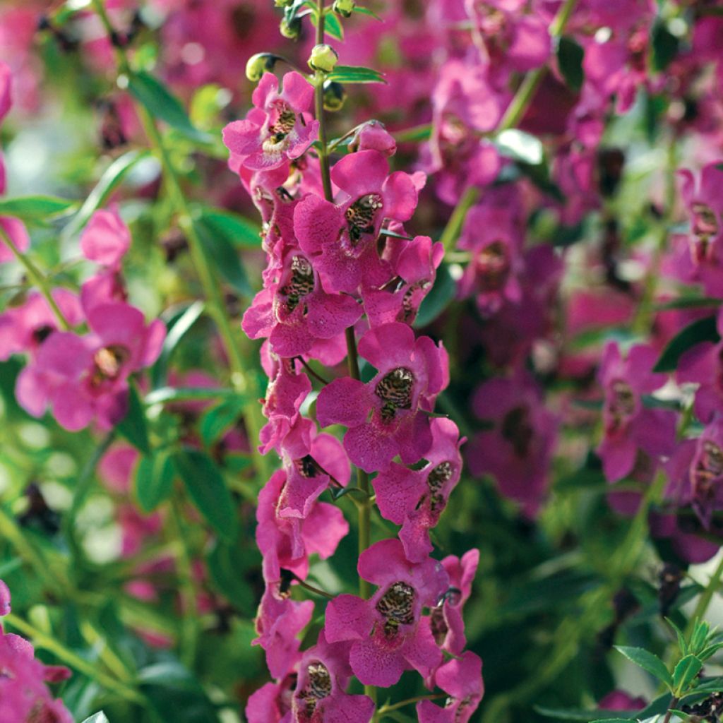 Angelonia Archangel Deep Rose - Engelsgesicht