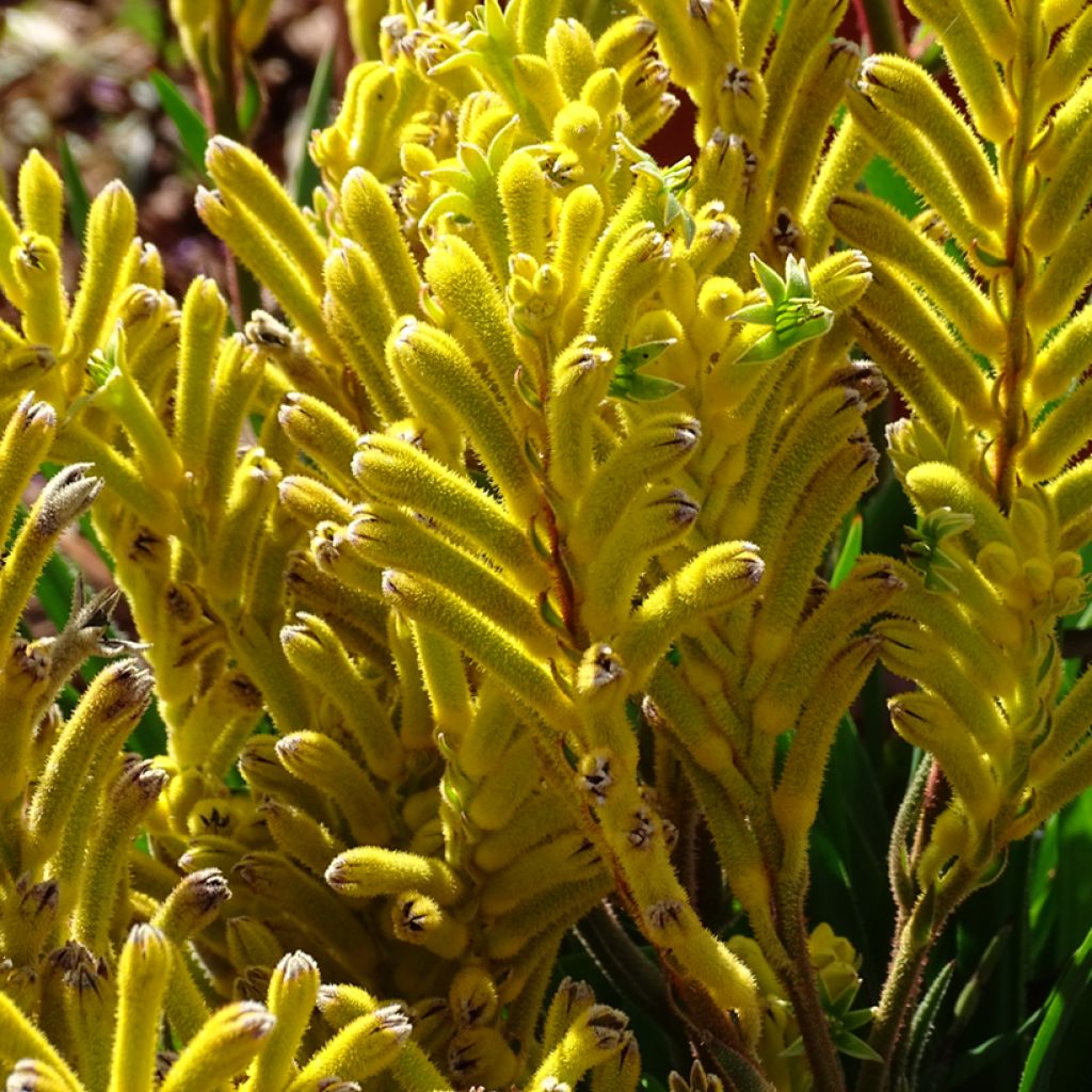 Anigozanthos flavidus Bush Bonanza - Känguruhblume