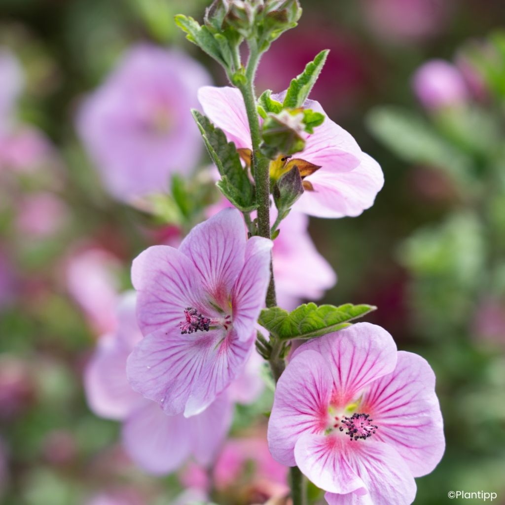 Anisodontea Cotton Candy Pink