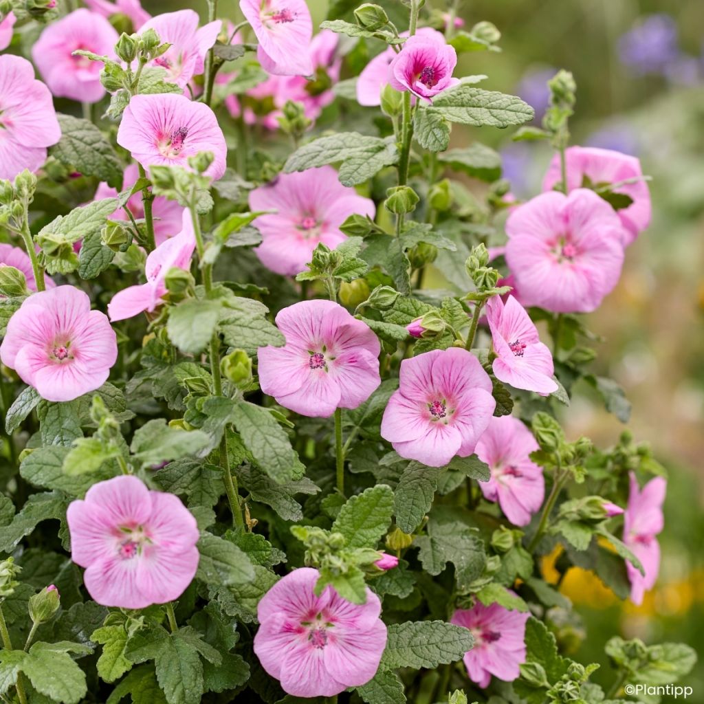 Anisodontea Cotton Candy Pink