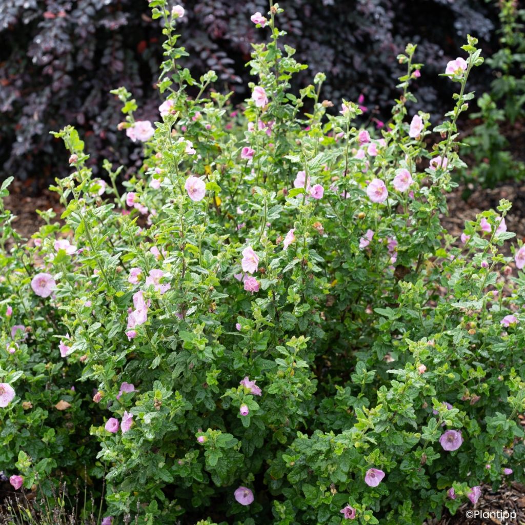 Anisodontea Cotton Candy Pink