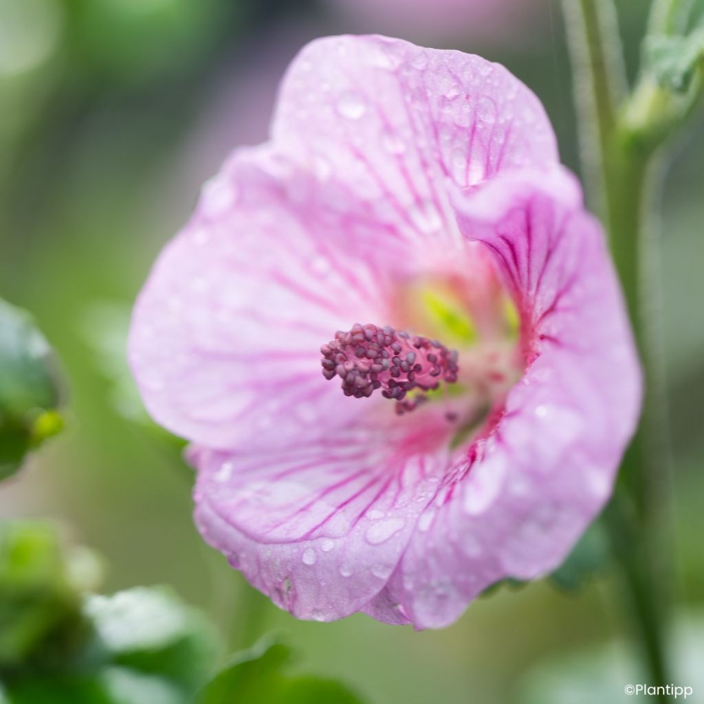 Anisodontea Cotton Candy Pink