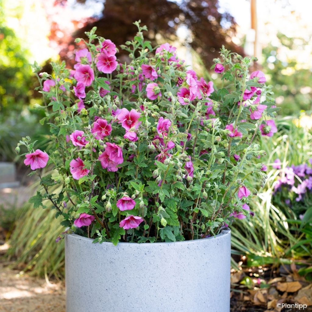 Anisodontea Carnival Lights Celebration