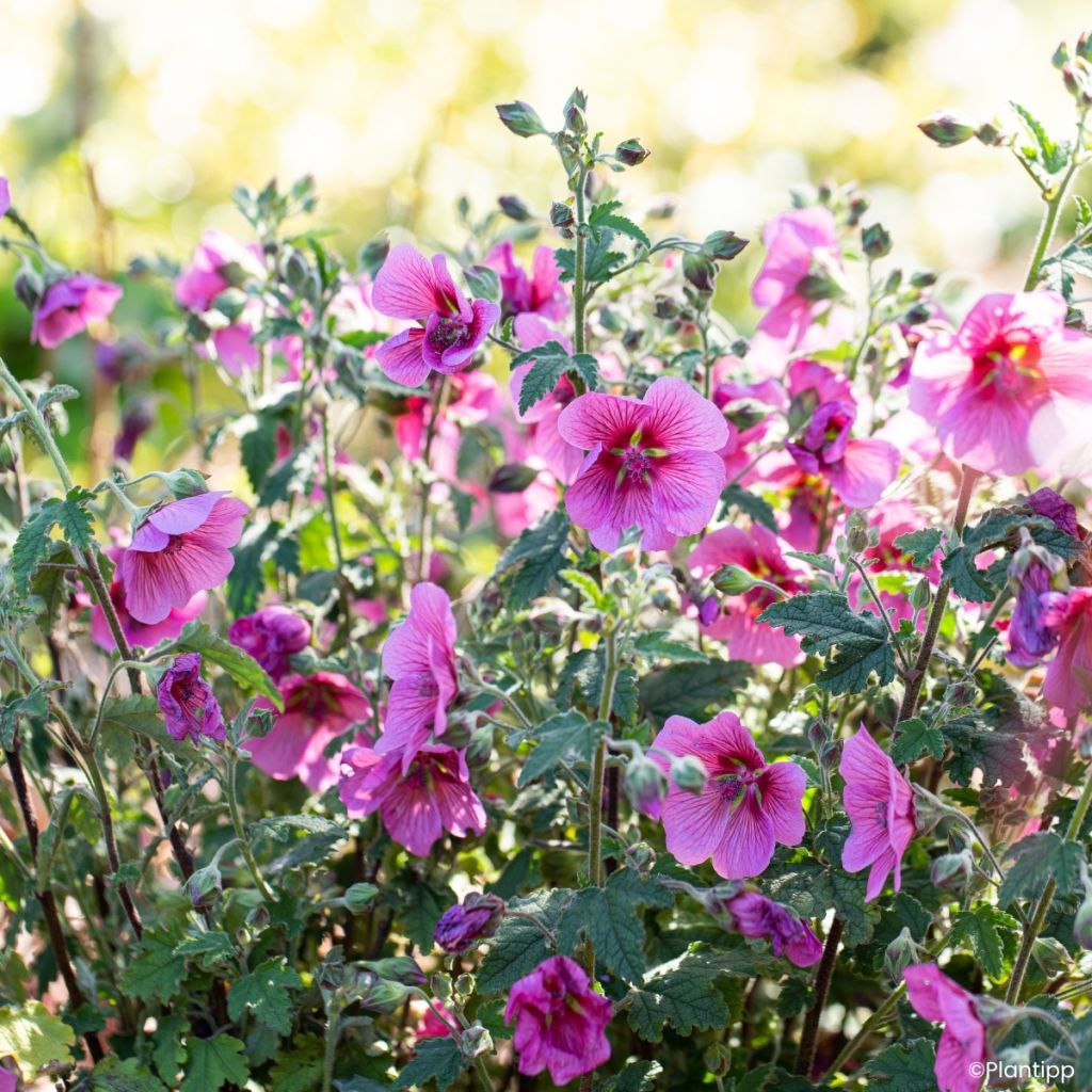Anisodontea Carnival Lights Celebration