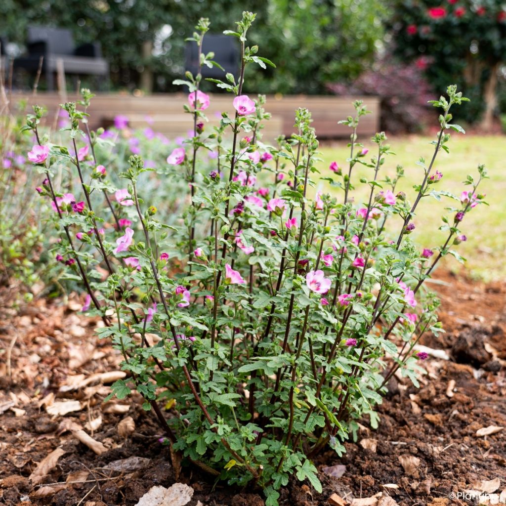 Anisodontea Carnival Lights Gala