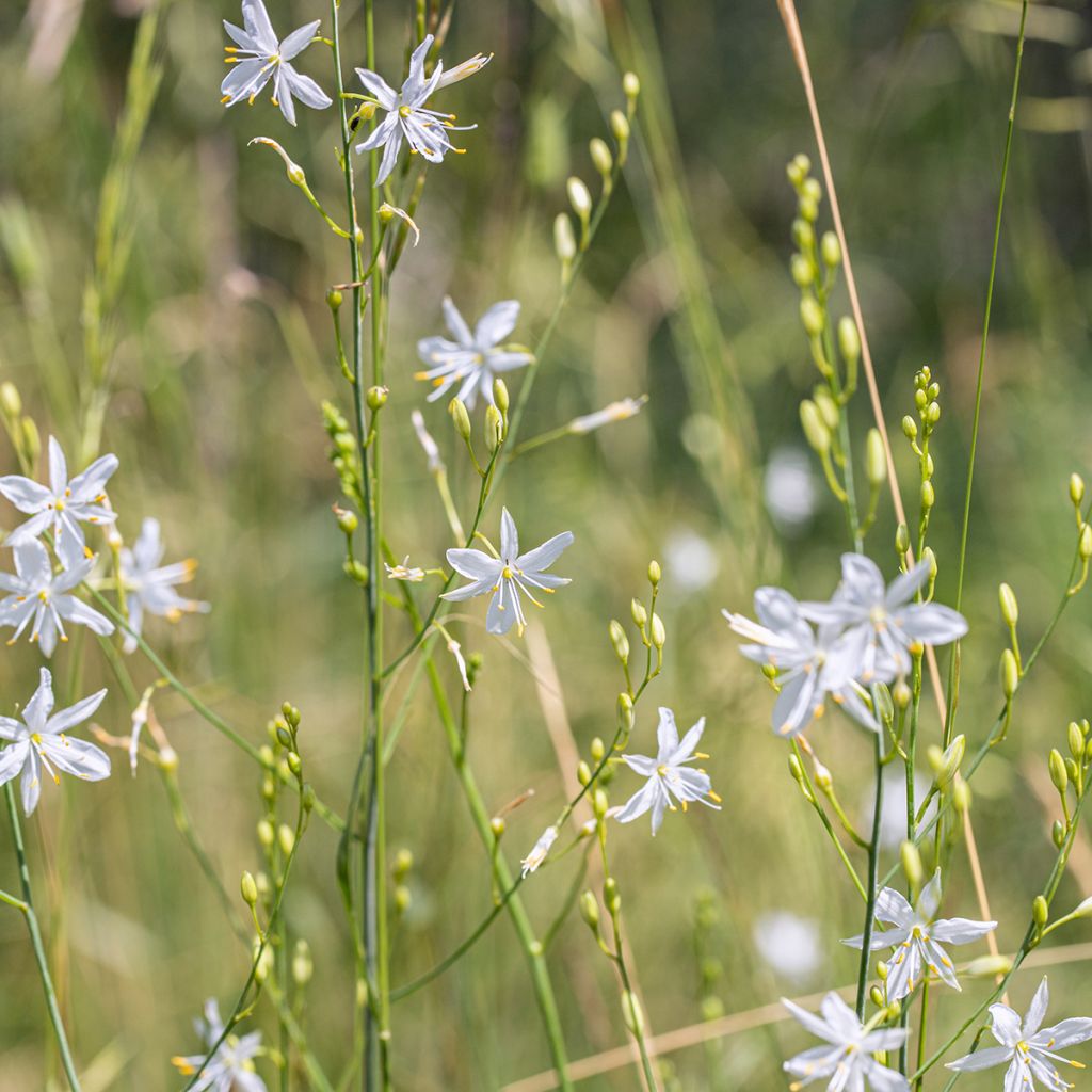 Anthericum liliago - Astlose Graslilie