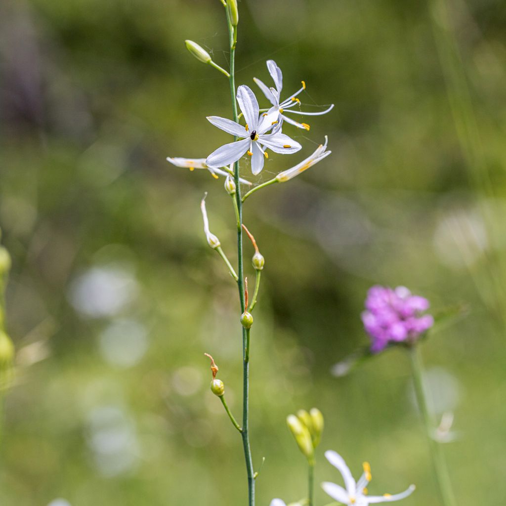 Anthericum liliago - Astlose Graslilie