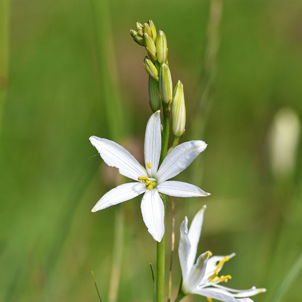 Anthericum liliago - Astlose Graslilie