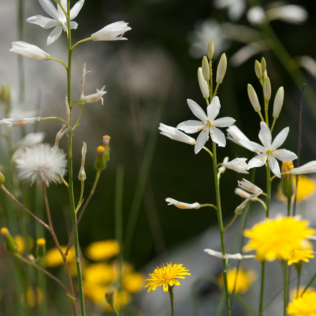 Anthericum liliago - Astlose Graslilie