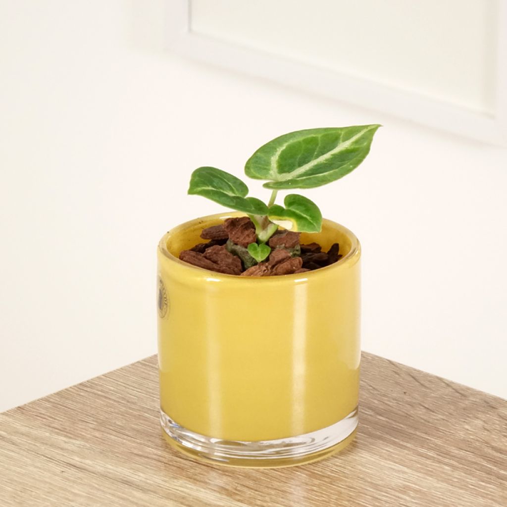 Flamingoblumen - Anthurium Dorayaki