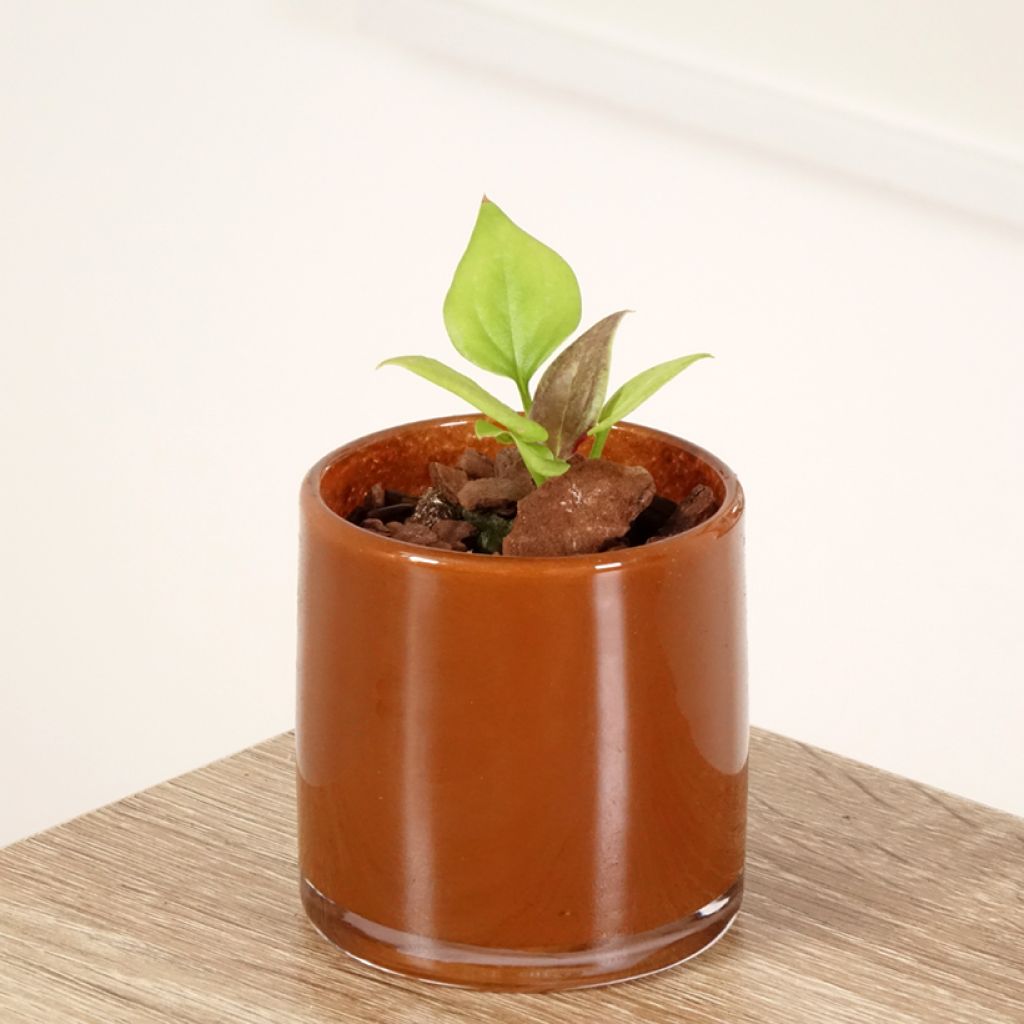 Flamingoblumen - Anthurium jenmanii Gold