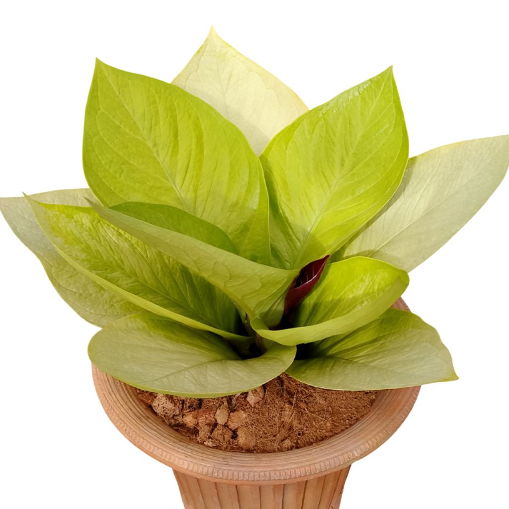 Flamingoblumen - Anthurium jenmanii Gold