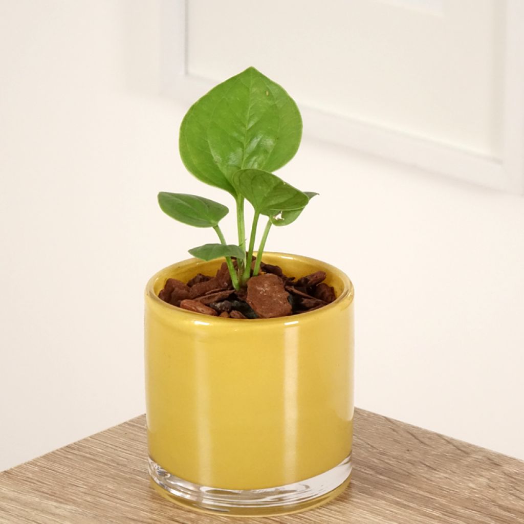 Flamingoblumen - Anthurium jenmanii Green Jady