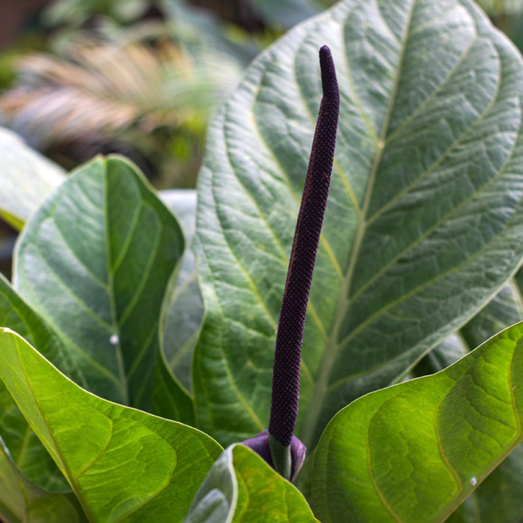 Flamingoblumen - Anthurium jenmanii Green Jady